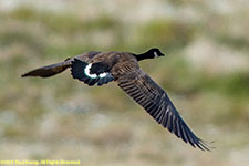 Canada goose in flight
